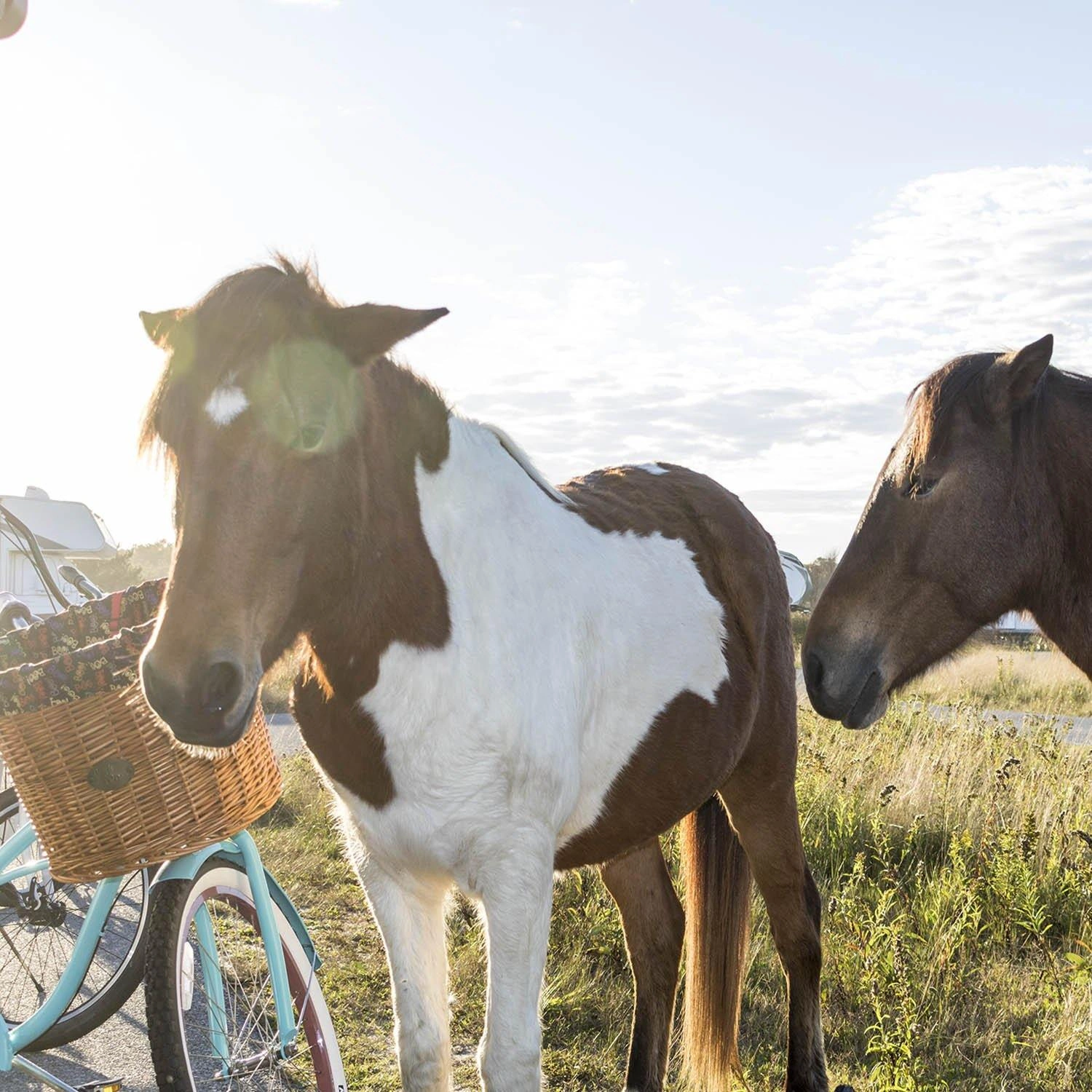 Assateague Breeze Bike Basket A Coastal Ride Companion